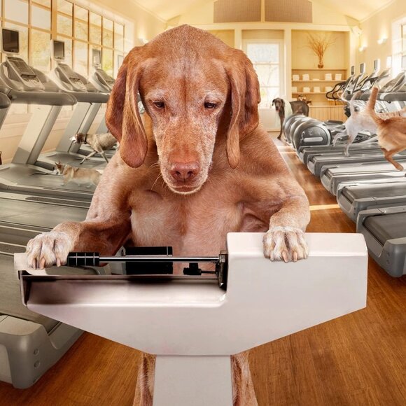 Fromm Weight Management Gold Premium Dry Dog Food - Turkey Recipe - 5 lb - Picture 2 of 10